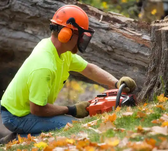 tree services Springboro